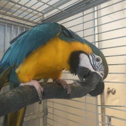Champion Sired Macaw Parrots For Sale Now