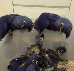 Hyacinth macaw chicks for sale
