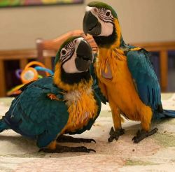 Baby macaw Parrots