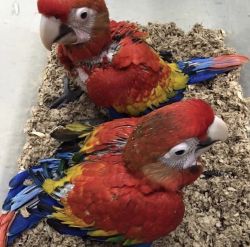 Lovely Baby Macaw Parrots
