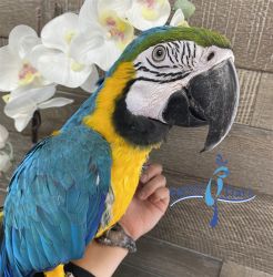 Blue and Gold macaws Ready