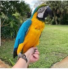 Healthy Blue & Gold Macaws