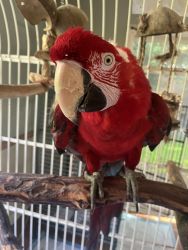 Green wing macaw, adult female