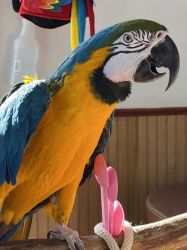 Trained Blue & Gold macaws