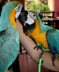 Tame and Talking Pair of Blue & Gold Macaw Parrots