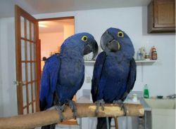 Cute Pair Hyacinth Macaw parrots for sale