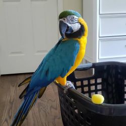 Sweet Blau and Gold Macaw parrot Available.