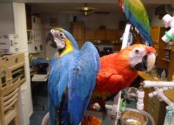 trained birds :macaws and parrots for sale