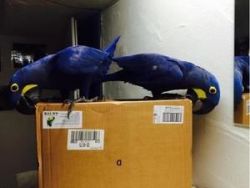 Cheerful Hyacinth macaws Now
