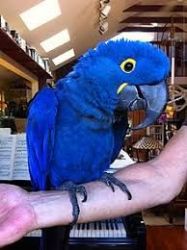 Deligent Hyacinth macaws Now