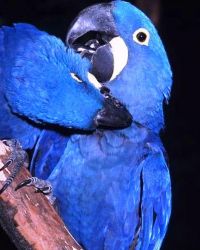 Intelligent Hyacinth Macaws for new homes