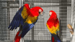 Affectionate Scarlett Macaws