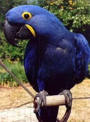 Wonderful Hyacinth Macaw Parrots (xxx) xxx-xxx7