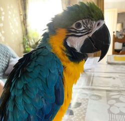 6 Months Old Male Macaw.