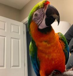 Male Macaw Available For Sale.