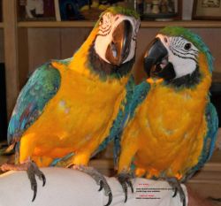 Macaw Parrots and eggs for sale
