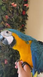Charming x Blue & Gold macaws now