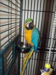 Lovable Macaws Looking For A Good Home