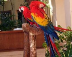 Male nad Female Scarlet Macaw Parrots