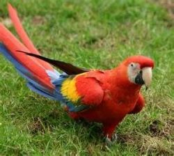 Male nad Female Scarlet Macaw Parrots for sale