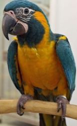 Gorgeous Tame Pair Nesting Blue And Gold Macaws