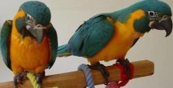 Love Macaw Birds