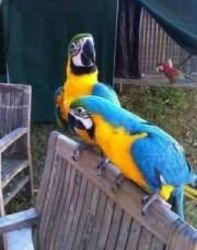 ! Super Tame Green Wing Macaw !