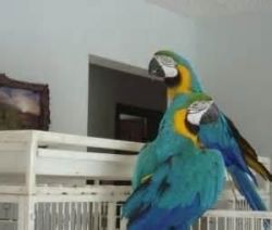 beautiful Macaw available