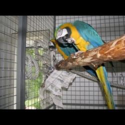 Affectionate Blue and Gold Macaw Parrots