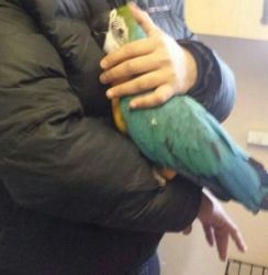 HAND REARED BLUE AND GOLD MACAW PARROT FOR SALE