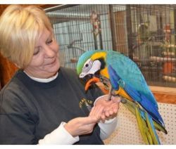Wendervnser Blue and gold macaw Birds