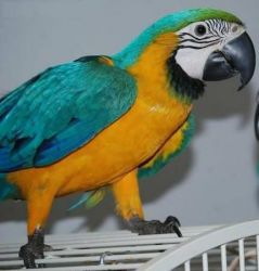 Female Blue and Gold Macaw for adoption