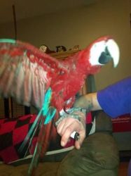 Ggigigigig Green wing macaw