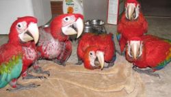 Fresh Fertile Parrot Eggs and Parrots For Sale