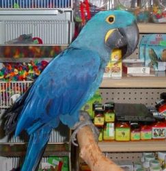 Blue Hyacinth Macaw Parrot Available