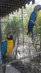 male and female parrot's