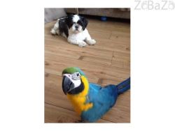 Blue and gold macaw parrots xxx) xxx-xxx3