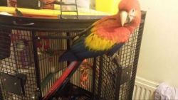 hand reared scarlet macaw birds for sale