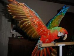 Young catalina Macaw, tame and talking