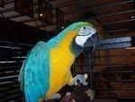 Giving away two macaws