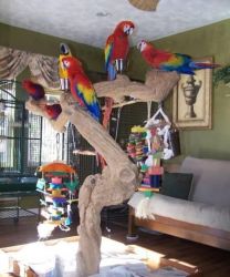 Macaws Parrot For A Lovely Home.