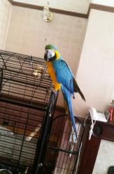 Fantasy Blue And Gold Macaw Parrots For Sale