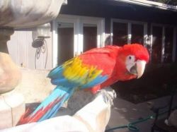 macaw parrots for adoption