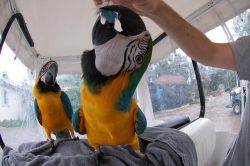 Pair Gold and Blue Macaw Parrots