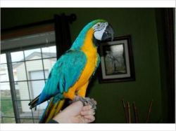 Giving away two macaws parrots for free adoption.