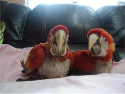 Scarlet macaw babies with Cage