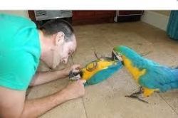 Two Macaws Parrots For Free Adoption xxxxxxxxxx