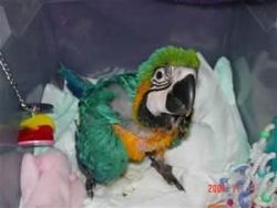 Hand Reared Parrot Baby Macaw