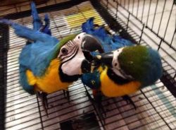 Hand reared macaw parrots