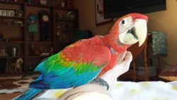 Ruby macaw